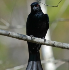 Dicrurus bracteatus at Capalaba, QLD - 5 Jul 2023