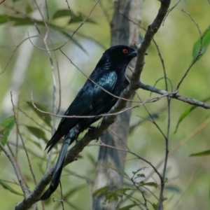 Dicrurus bracteatus at Capalaba, QLD - 5 Jul 2023 11:39 AM