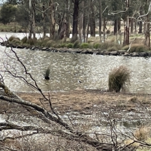 Himantopus leucocephalus at Moss Vale, NSW - 15 Jul 2023