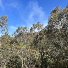 Eucalyptus stellulata (Black Sally) at Paddys River, ACT - 9 Jul 2023 by dwise