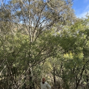 Eucalyptus stellulata at Kambah, ACT - 9 Jul 2023 12:26 PM