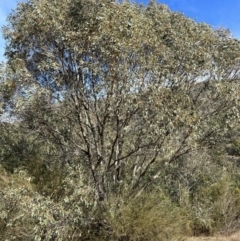 Eucalyptus stellulata at Kambah, ACT - 9 Jul 2023 12:26 PM