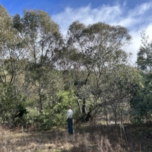 Eucalyptus stellulata at Kambah, ACT - 9 Jul 2023 12:26 PM