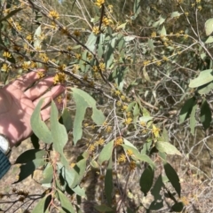 Eucalyptus stellulata at Kambah, ACT - 9 Jul 2023 12:26 PM