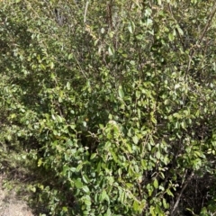 Pomaderris betulina subsp. actensis (A Pomaderris) at Bullen Range - 9 Jul 2023 by dwise
