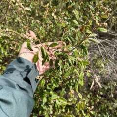 Pomaderris betulina subsp. actensis at Paddys River, ACT - 9 Jul 2023