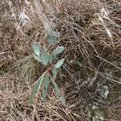 Eucalyptus pauciflora subsp. pauciflora (White Sally, Snow Gum) at Paddys River, ACT - 8 Jul 2023 by dwise