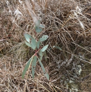 Eucalyptus pauciflora subsp. pauciflora at Paddys River, ACT - 8 Jul 2023 01:19 PM