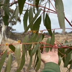 Eucalyptus pauciflora subsp. pauciflora at Paddys River, ACT - 8 Jul 2023 01:19 PM