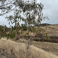 Eucalyptus pauciflora subsp. pauciflora at Paddys River, ACT - 8 Jul 2023
