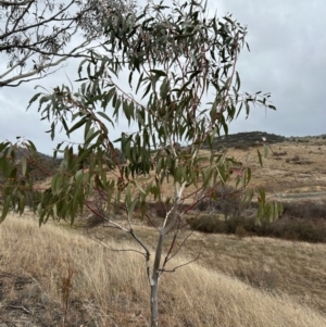 Eucalyptus pauciflora subsp. pauciflora at Paddys River, ACT - 8 Jul 2023 01:19 PM