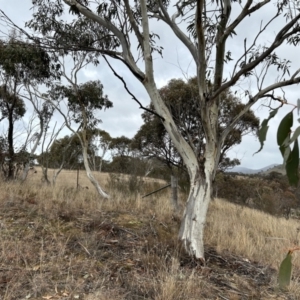 Eucalyptus pauciflora subsp. pauciflora at Paddys River, ACT - 8 Jul 2023