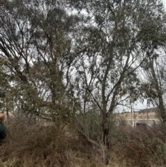 Eucalyptus stellulata (Black Sally) at Paddys River, ACT - 8 Jul 2023 by dwise