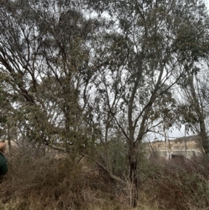 Eucalyptus stellulata at Greenway, ACT - 8 Jul 2023 01:22 PM