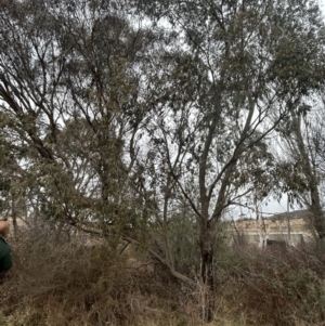 Eucalyptus stellulata at Paddys River, ACT - 8 Jul 2023
