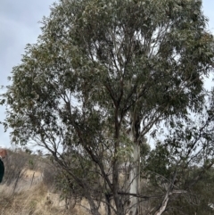 Eucalyptus stellulata at Greenway, ACT - 8 Jul 2023 01:22 PM