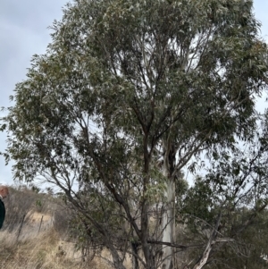 Eucalyptus stellulata at Greenway, ACT - 8 Jul 2023 01:22 PM