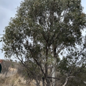 Eucalyptus stellulata at Paddys River, ACT - 8 Jul 2023