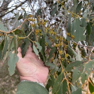 Eucalyptus stellulata at Greenway, ACT - 8 Jul 2023 01:22 PM