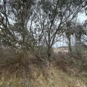 Eucalyptus stellulata at Greenway, ACT - 8 Jul 2023 01:22 PM