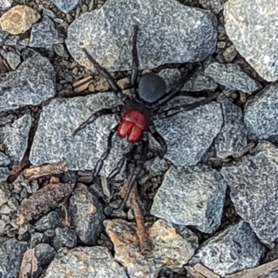 Missulena occatoria (Red-headed Mouse Spider) at O'Connor, ACT - 15 Jul 2023 by Margo