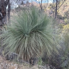 Xanthorrhoea glauca subsp. angustifolia (Grey Grass-tree) at Paddys River, ACT - 7 Jul 2023 by dwise