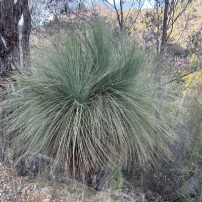 Xanthorrhoea glauca subsp. angustifolia (Grey Grass-tree) at Paddys River, ACT - 7 Jul 2023 by dwise