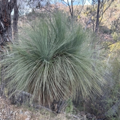 Xanthorrhoea glauca subsp. angustifolia (Grey Grass-tree) at Paddys River, ACT - 6 Jul 2023 by dwise
