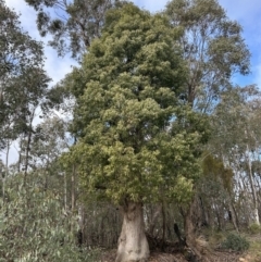 Brachychiton populneus subsp. populneus (Kurrajong) at Bullen Range - 6 Jul 2023 by dwise