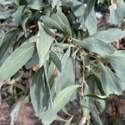 Acacia obliquinervia (Mountain Hickory) at Paddys River, ACT - 7 Jul 2023 by dwise