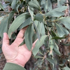 Acacia obliquinervia at Paddys River, ACT - 7 Jul 2023