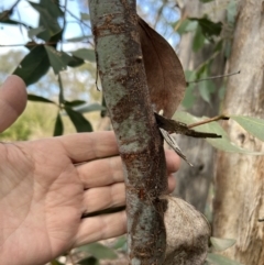 Acacia obliquinervia at Paddys River, ACT - 7 Jul 2023 09:18 AM