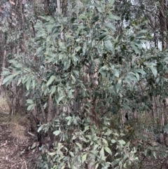 Acacia obliquinervia at Paddys River, ACT - 7 Jul 2023