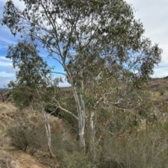 Eucalyptus pauciflora subsp. pauciflora (White Sally, Snow Gum) at Stromlo, ACT - 10 Jul 2023 by dwise