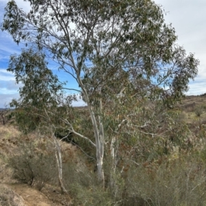 Eucalyptus pauciflora subsp. pauciflora at Stromlo, ACT - 10 Jul 2023