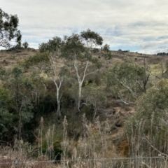 Eucalyptus pauciflora subsp. pauciflora at Stromlo, ACT - 10 Jul 2023