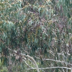 Eucalyptus pauciflora subsp. pauciflora at Stromlo, ACT - 10 Jul 2023