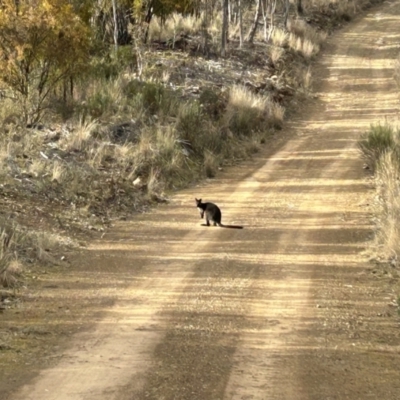 Wallabia bicolor (Swamp Wallaby) at Paddys River, ACT - 7 Jul 2023 by dwise