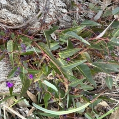 Hardenbergia violacea (False Sarsaparilla) at Paddys River, ACT - 6 Jul 2023 by dwise