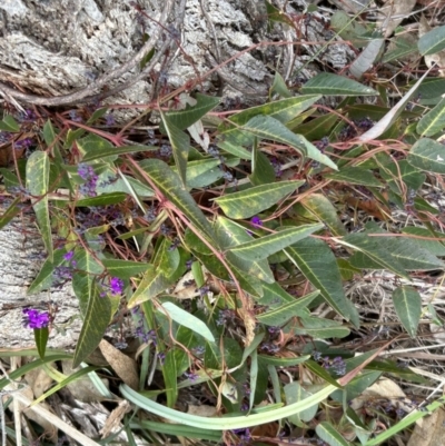 Hardenbergia violacea (False Sarsaparilla) at Paddys River, ACT - 6 Jul 2023 by dwise