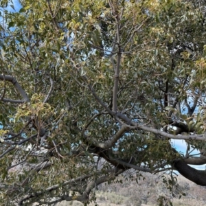Brachychiton populneus subsp. populneus at Paddys River, ACT - 7 Jul 2023