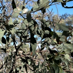 Acacia obliquinervia at Paddys River, ACT - 7 Jul 2023