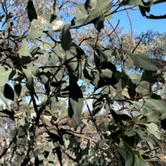 Acacia obliquinervia (Mountain Hickory) at Bullen Range - 7 Jul 2023 by dwise