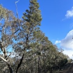 Acacia obliquinervia at Paddys River, ACT - 7 Jul 2023