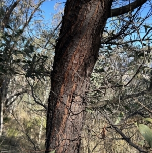 Acacia obliquinervia at Paddys River, ACT - 7 Jul 2023