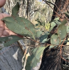 Acacia obliquinervia at Paddys River, ACT - 7 Jul 2023 11:35 AM