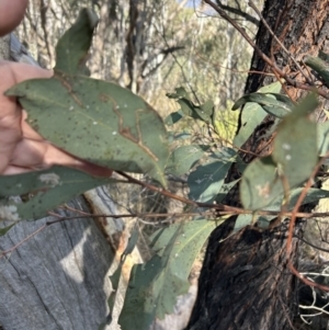 Acacia obliquinervia at Paddys River, ACT - 7 Jul 2023