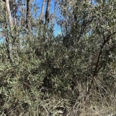 Daviesia mimosoides subsp. mimosoides at Paddys River, ACT - 7 Jul 2023 by dwise