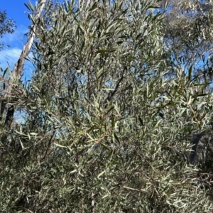 Daviesia mimosoides subsp. mimosoides at Paddys River, ACT - 7 Jul 2023