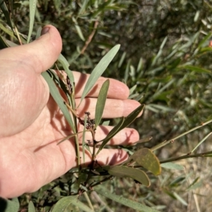 Daviesia mimosoides subsp. mimosoides at Paddys River, ACT - 7 Jul 2023